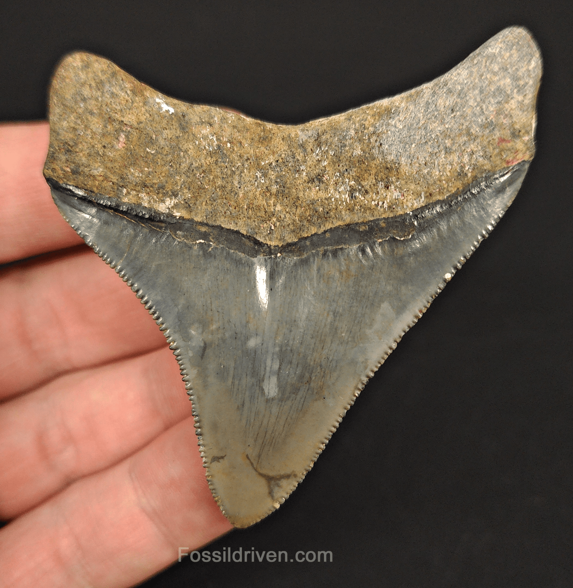 High Quality, 2.75" Fossil Megalodon Tooth - Venice, Florida - Fossil Driven