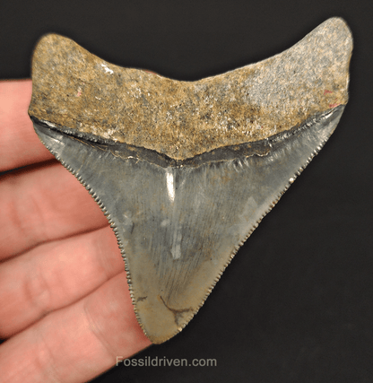 High Quality, 2.75" Fossil Megalodon Tooth - Venice, Florida - Fossil Driven