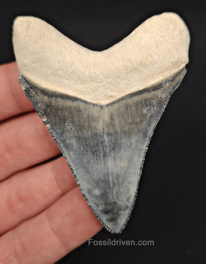 High - Quality 2.75" Megalodon Tooth - Bone Valley - Real Fossil Shark Tooth - Fossil Driven