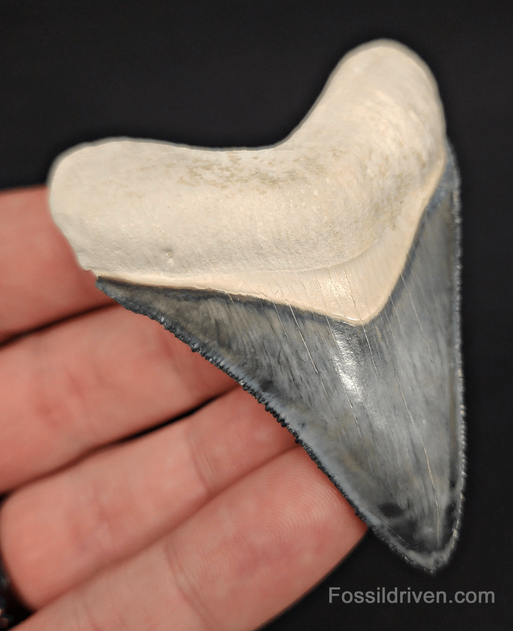 High - Quality 2.75" Megalodon Tooth - Bone Valley - Real Fossil Shark Tooth - Fossil Driven