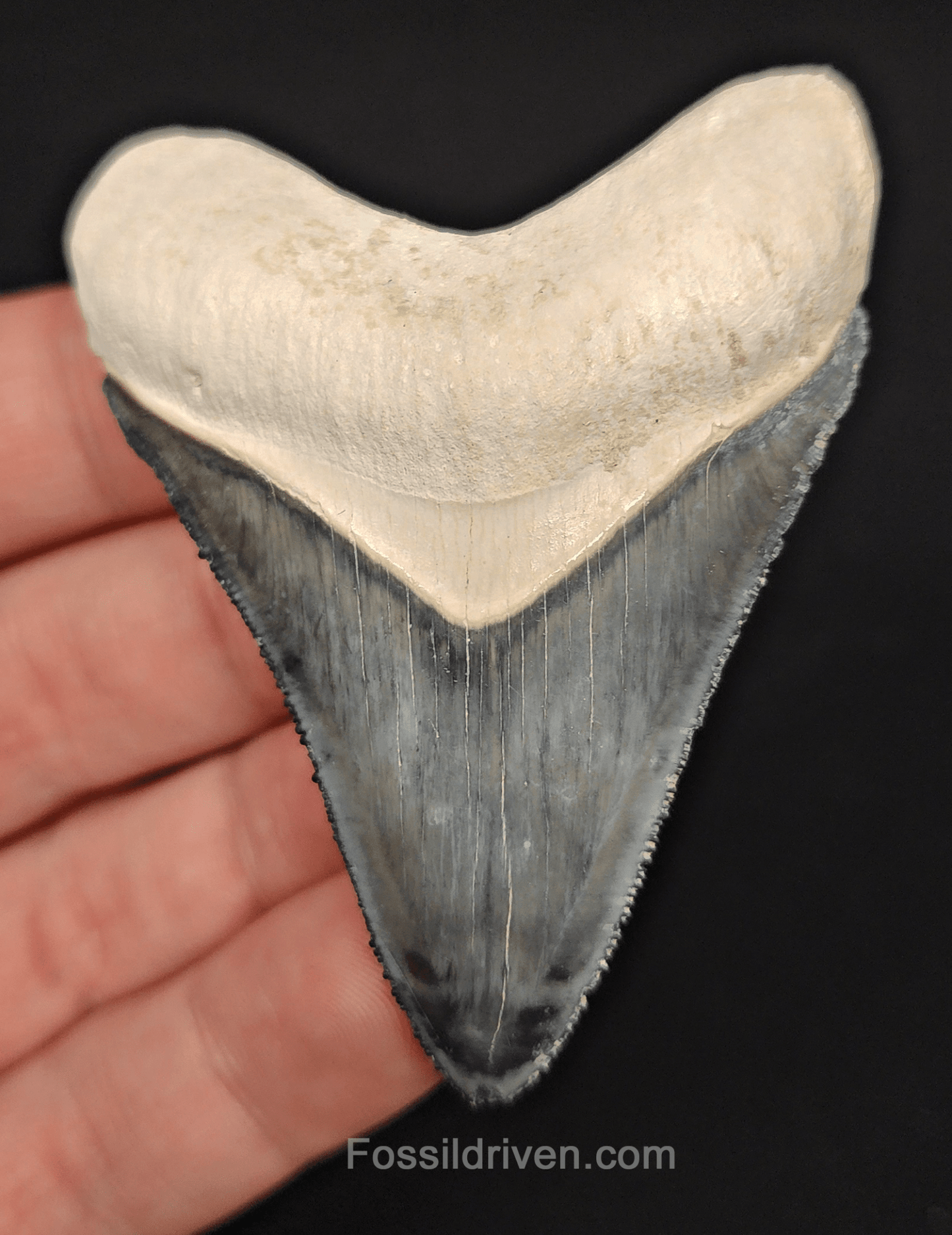 High - Quality 2.75" Megalodon Tooth - Bone Valley - Real Fossil Shark Tooth - Fossil Driven