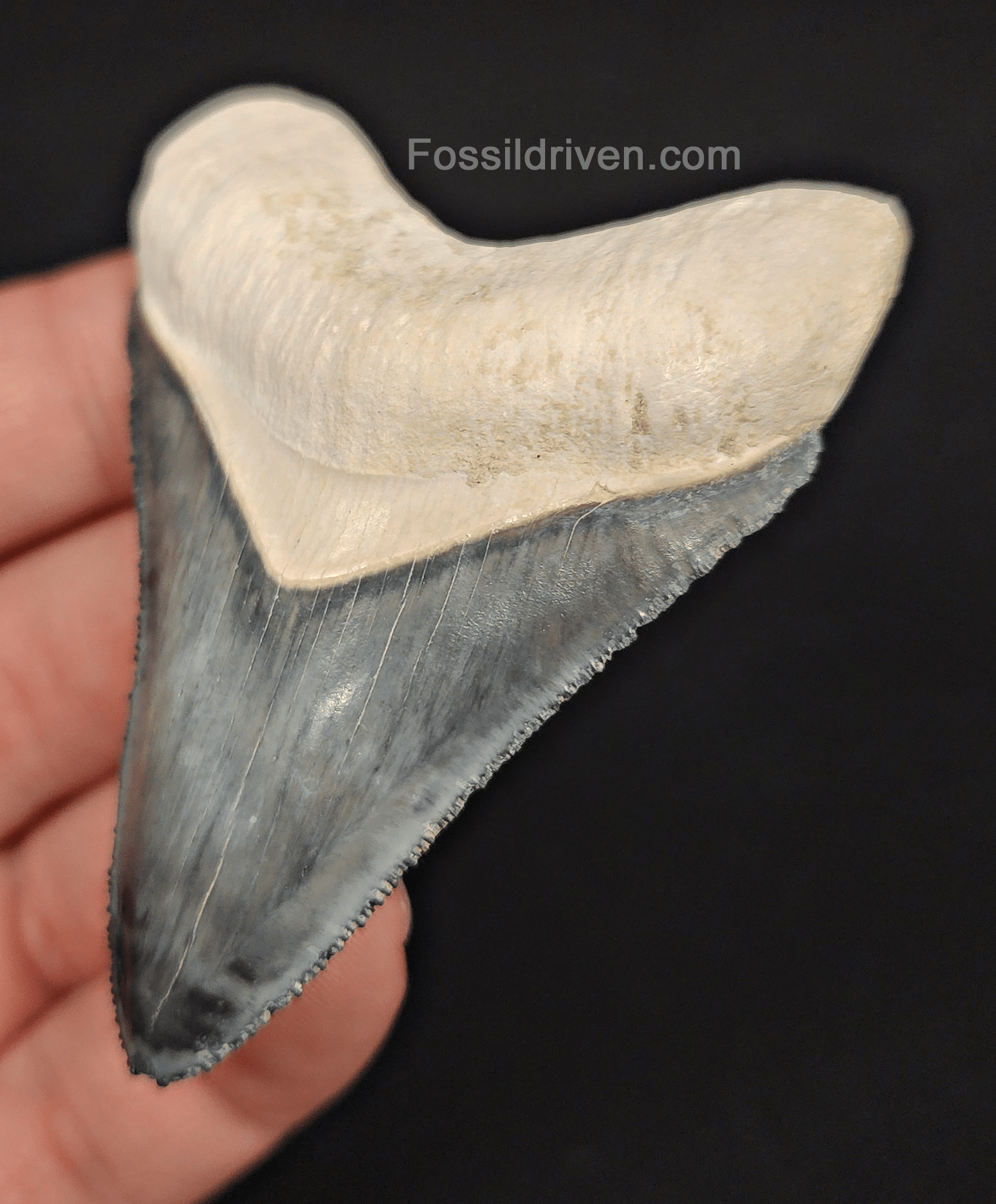 High - Quality 2.75" Megalodon Tooth - Bone Valley - Real Fossil Shark Tooth - Fossil Driven