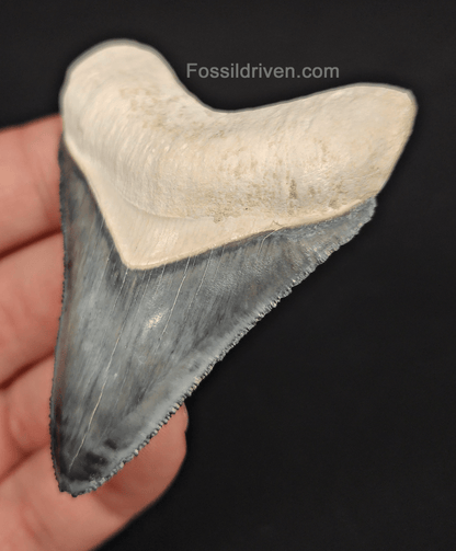 High - Quality 2.75" Megalodon Tooth - Bone Valley - Real Fossil Shark Tooth - Fossil Driven
