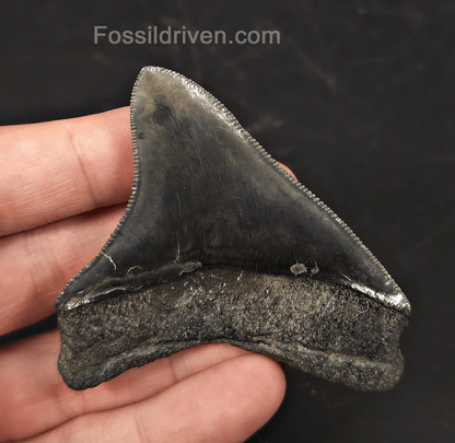 High-Quality, 2.94" Fossil Megalodon Tooth - Charleston, South Carolina - Fossil Driven