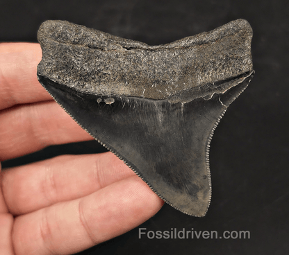 High-Quality, 2.94" Fossil Megalodon Tooth - Charleston, South Carolina - Fossil Driven