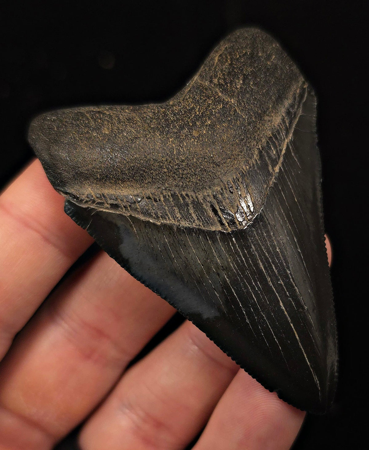 High-Quality, 2.94" Fossil Megalodon Tooth - Georgia - Fossil Driven