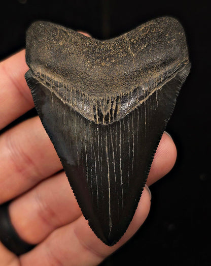 High-Quality, 2.94" Fossil Megalodon Tooth - Georgia - Fossil Driven