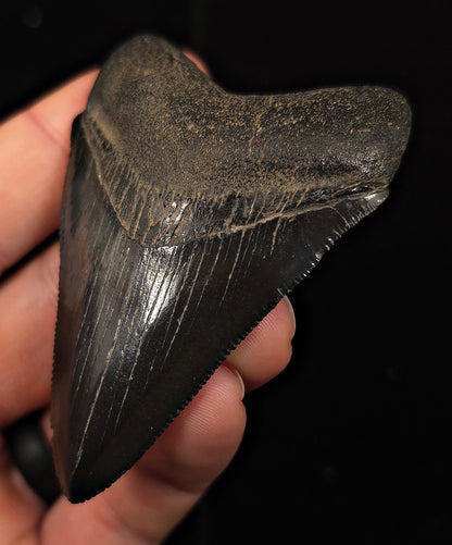 High-Quality, 2.94" Fossil Megalodon Tooth - Georgia - Fossil Driven