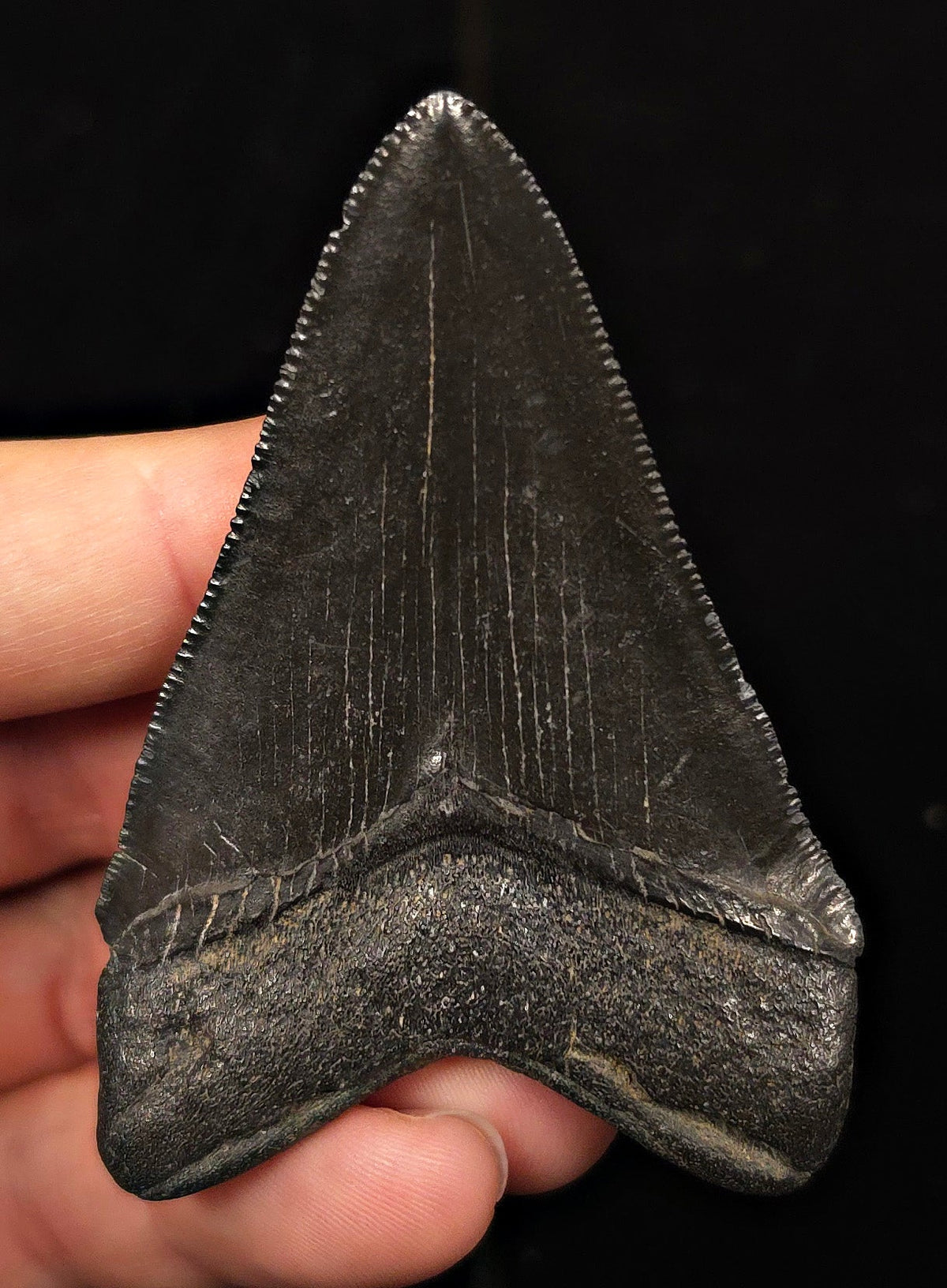 High-Quality, 2.94" Fossil Megalodon Tooth - Georgia - Fossil Driven