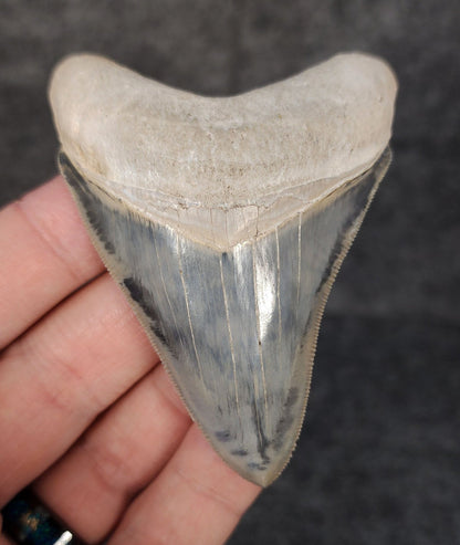 High Quality, 3.05" Fossil Megalodon Tooth - Bone Valley, Florida - Fossil Driven