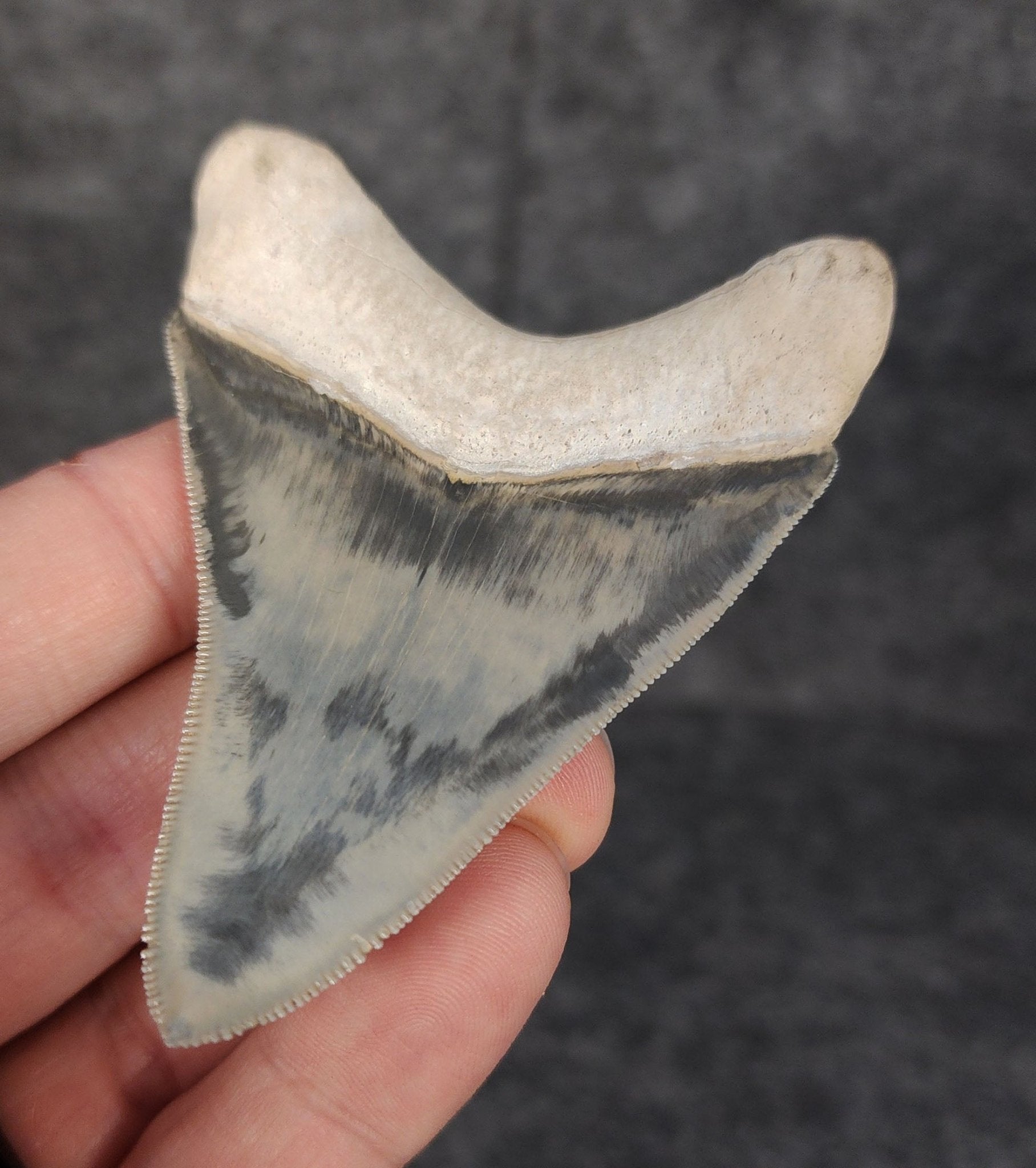 High Quality, 3.05" Fossil Megalodon Tooth - Bone Valley, Florida - Fossil Driven