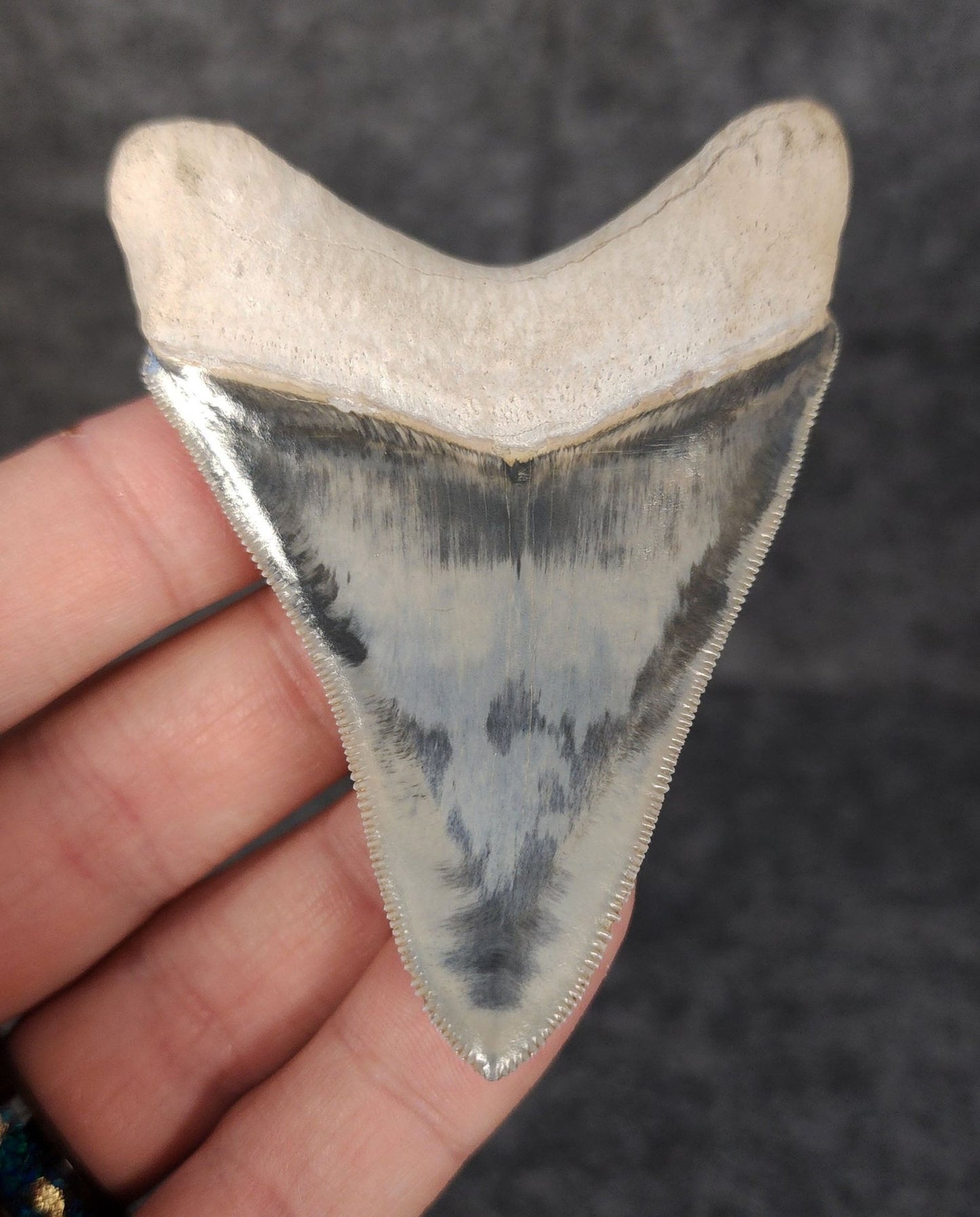 High Quality, 3.05" Fossil Megalodon Tooth - Bone Valley, Florida - Fossil Driven