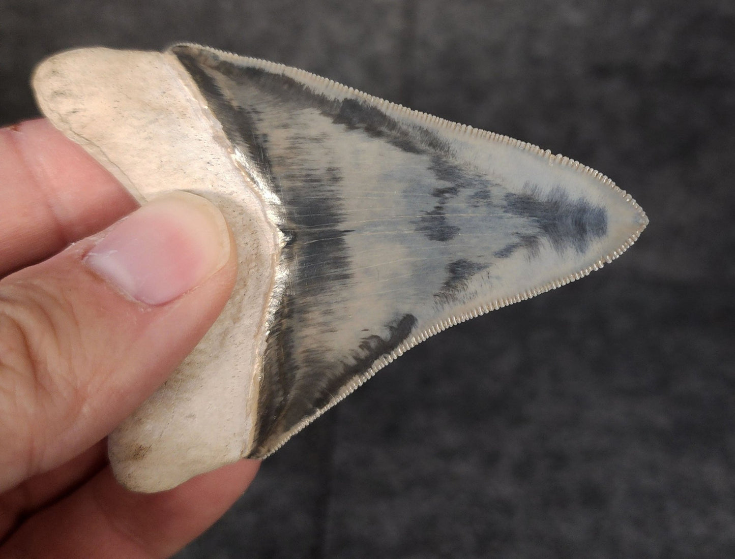 High Quality, 3.05" Fossil Megalodon Tooth - Bone Valley, Florida - Fossil Driven