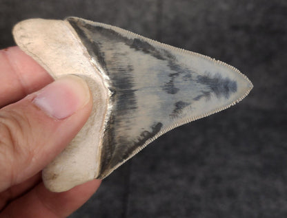 High Quality, 3.05" Fossil Megalodon Tooth - Bone Valley, Florida - Fossil Driven