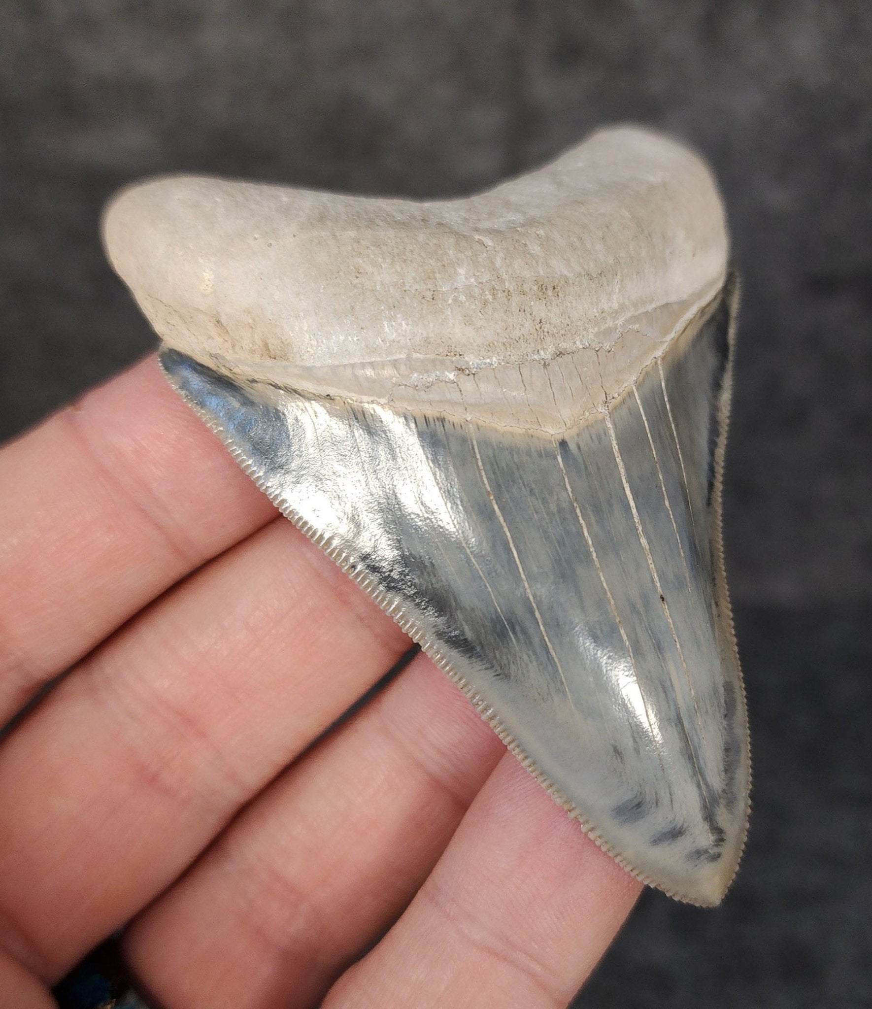 High Quality, 3.05" Fossil Megalodon Tooth - Bone Valley, Florida - Fossil Driven