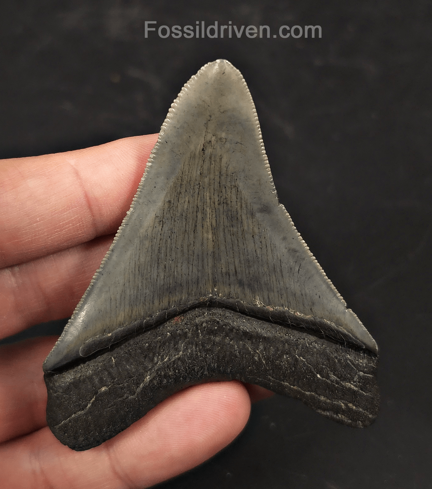 High-Quality, 3.05" Fossil Megalodon Tooth - Charleston, South Carolina - Fossil Driven