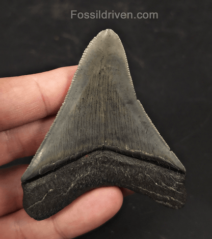 High-Quality, 3.05" Fossil Megalodon Tooth - Charleston, South Carolina - Fossil Driven