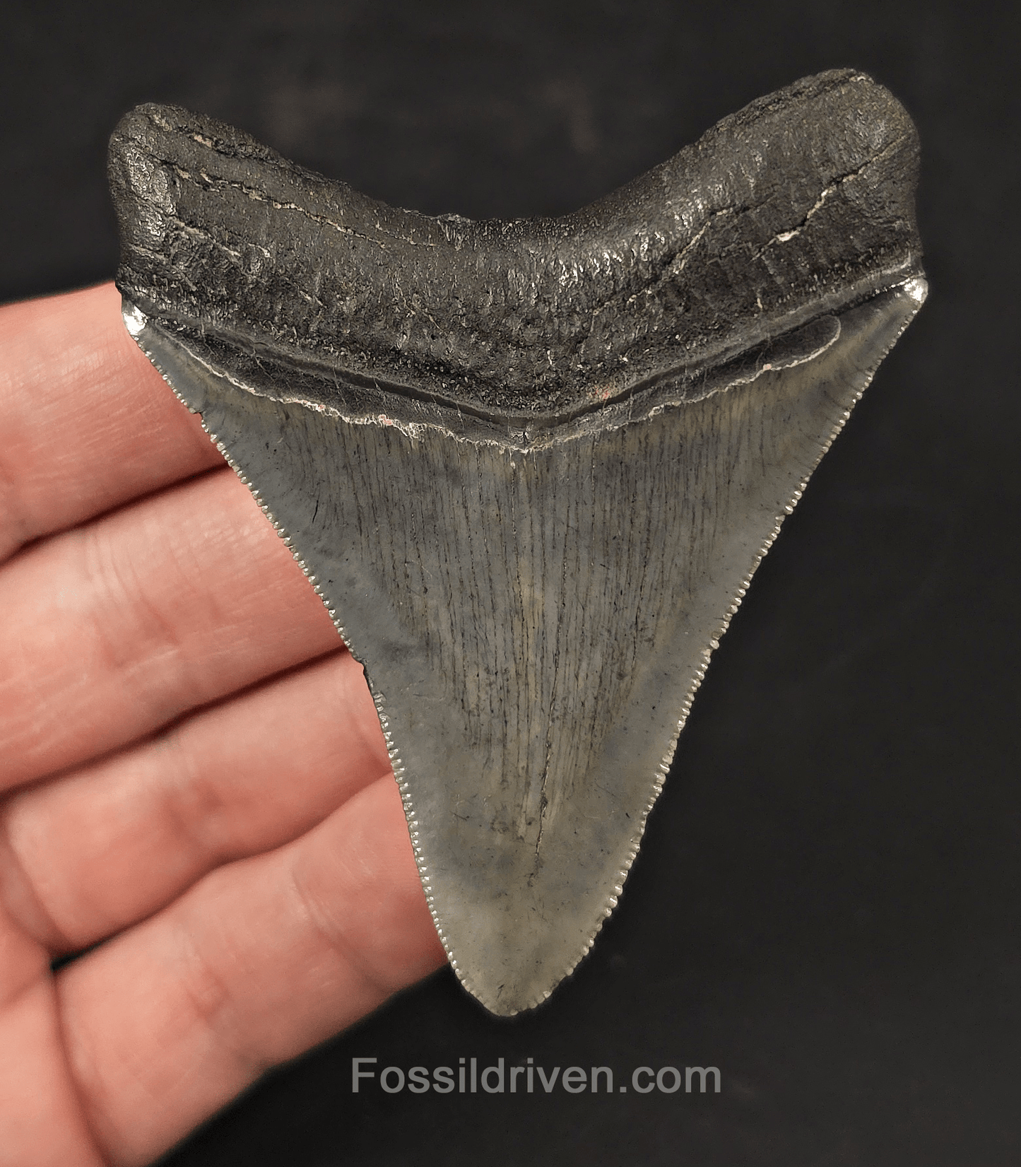 High-Quality, 3.05" Fossil Megalodon Tooth - Charleston, South Carolina - Fossil Driven