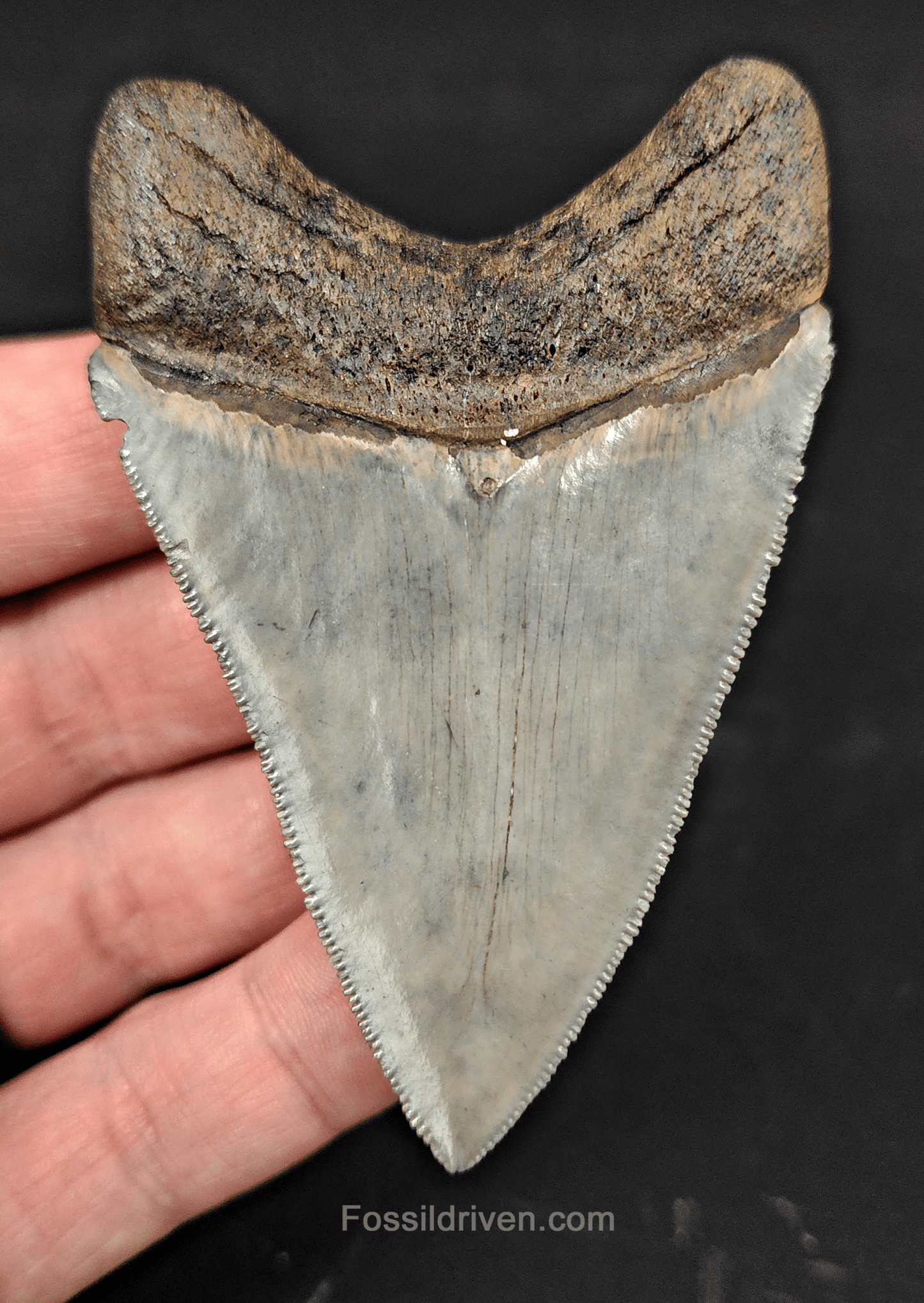 High Quality, 3.12" Fossil Megalodon Tooth - Venice, Florida - Fossil Driven