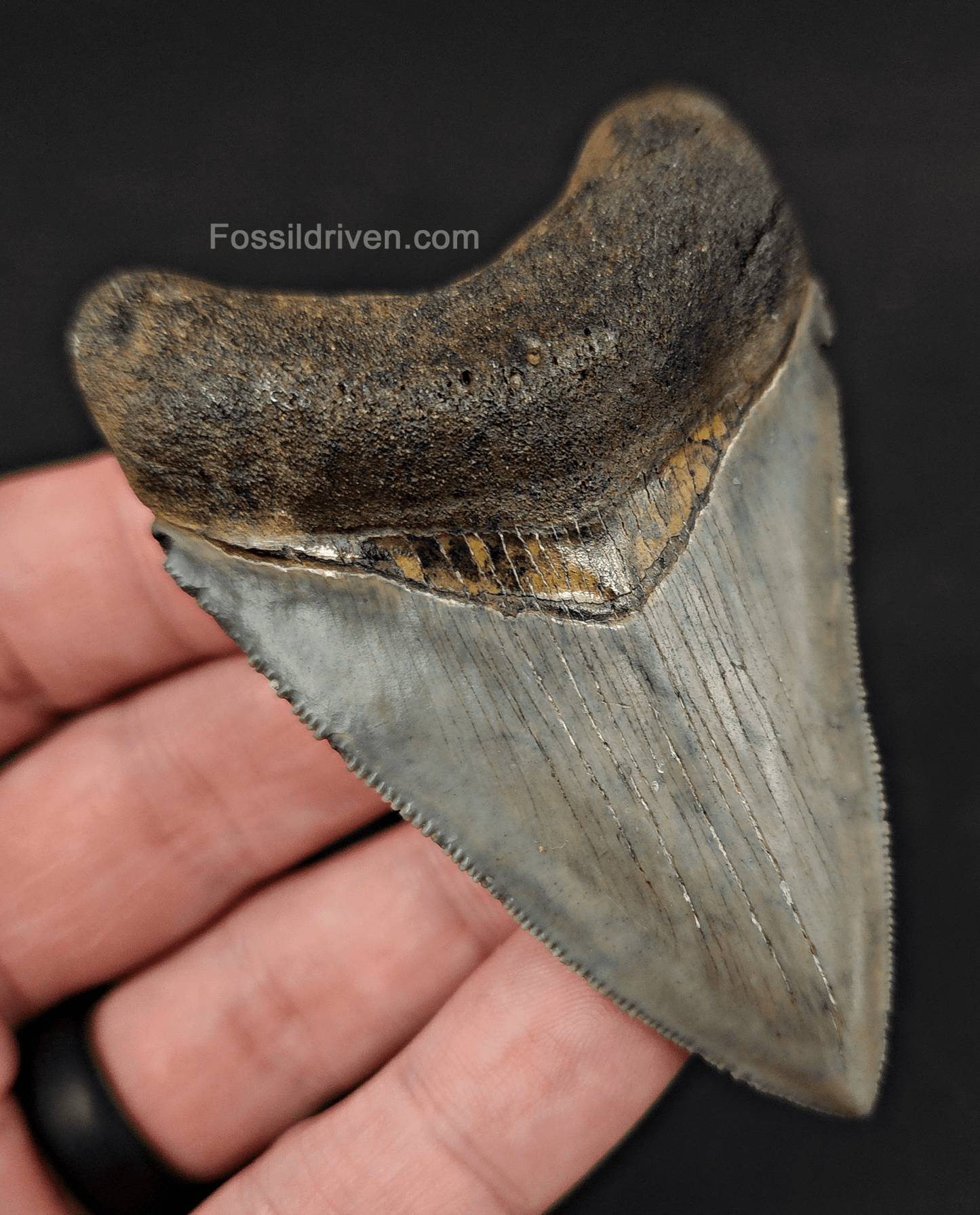High Quality, 3.12" Fossil Megalodon Tooth - Venice, Florida - Fossil Driven