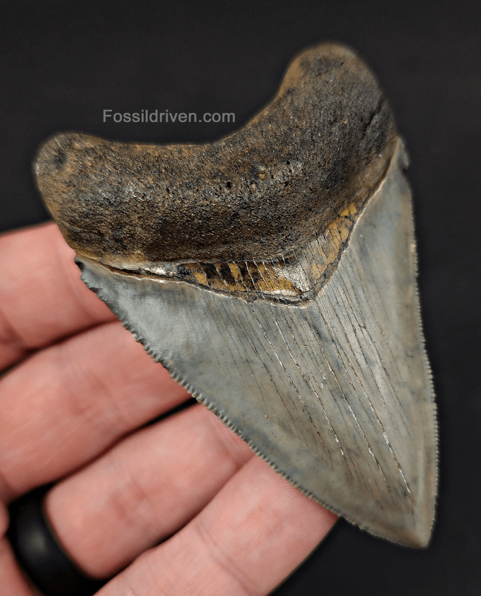 High Quality, 3.12" Fossil Megalodon Tooth - Venice, Florida - Fossil Driven