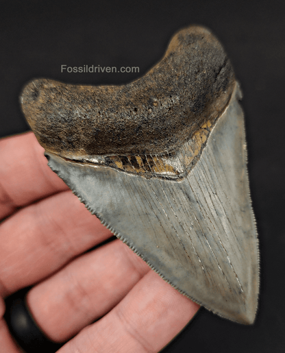 High Quality, 3.12" Fossil Megalodon Tooth - Venice, Florida - Fossil Driven