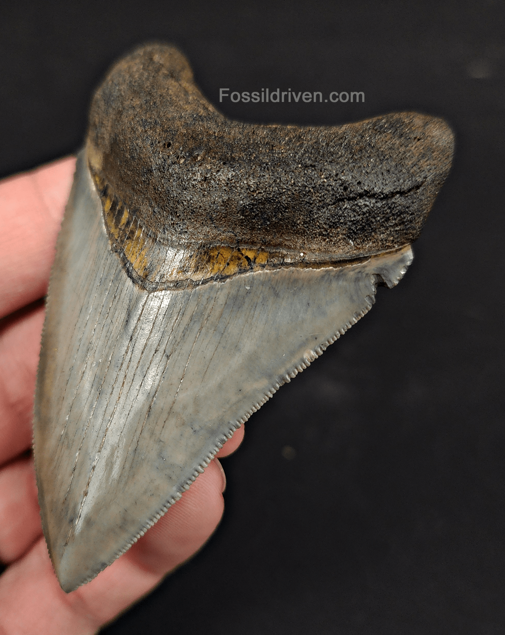 High Quality, 3.12" Fossil Megalodon Tooth - Venice, Florida - Fossil Driven