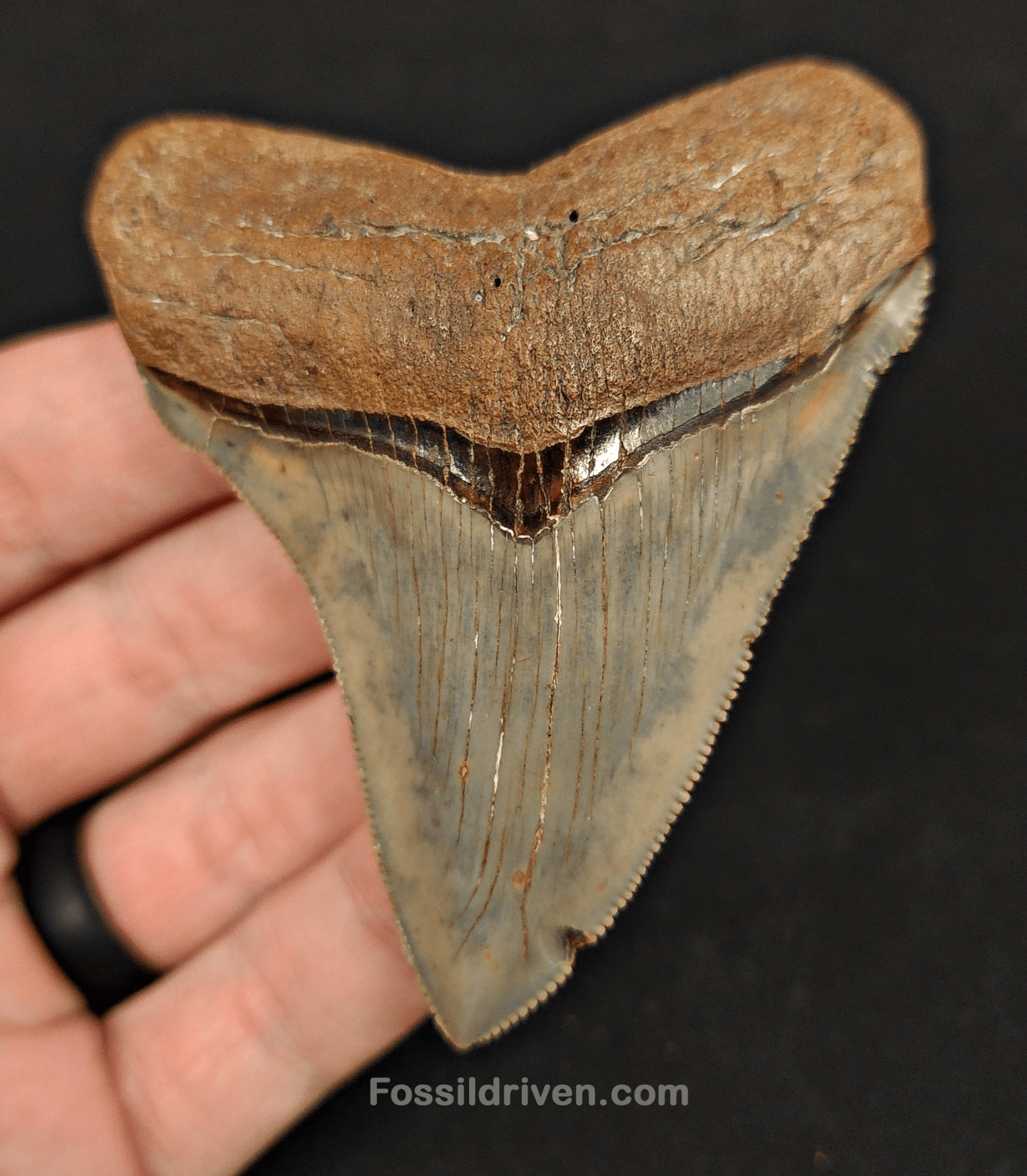 High Quality, 3.22" Fossil Chubutensis Shark Tooth - South Carolina - Fossil Driven