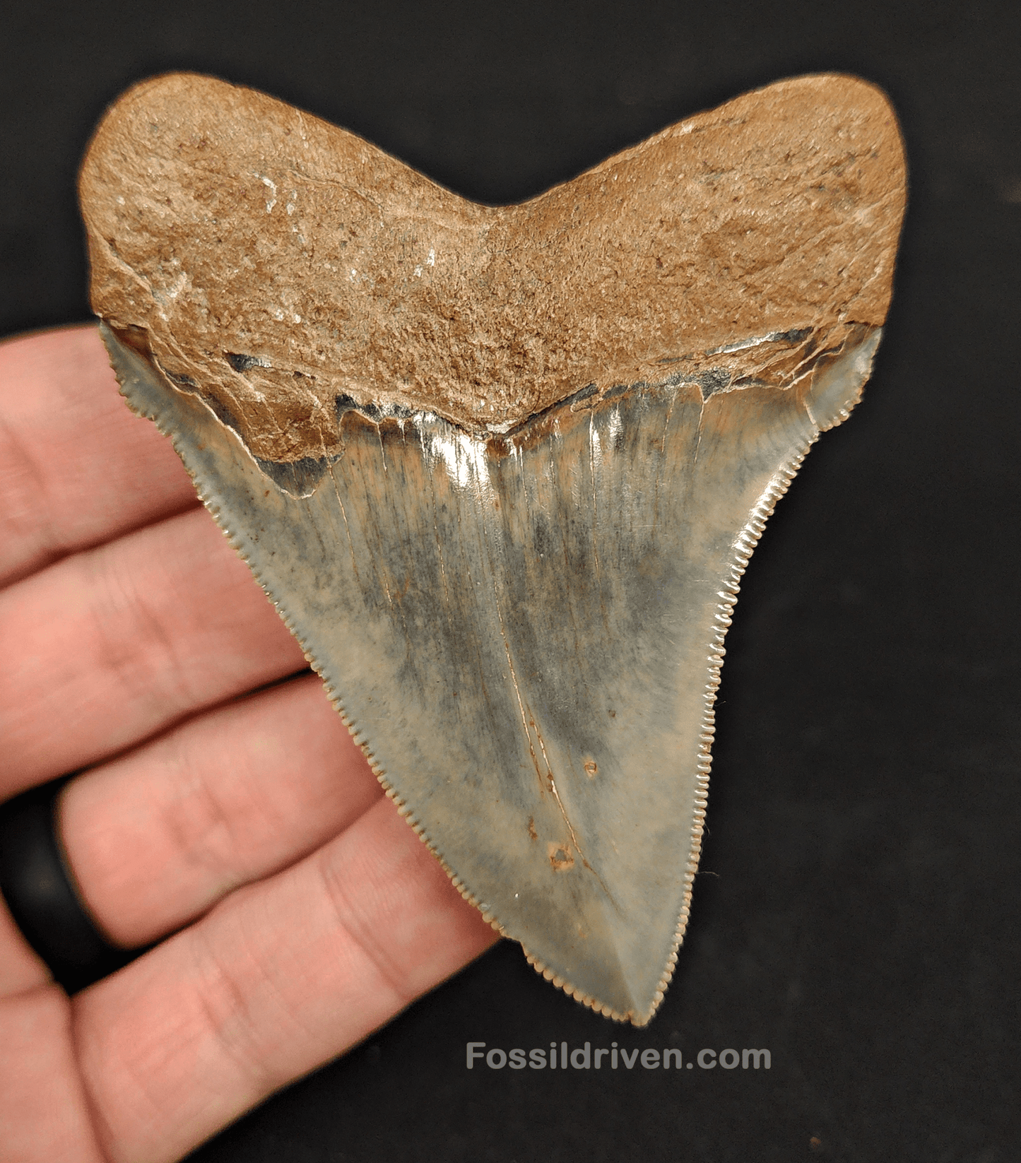High Quality, 3.22" Fossil Chubutensis Shark Tooth - South Carolina - Fossil Driven