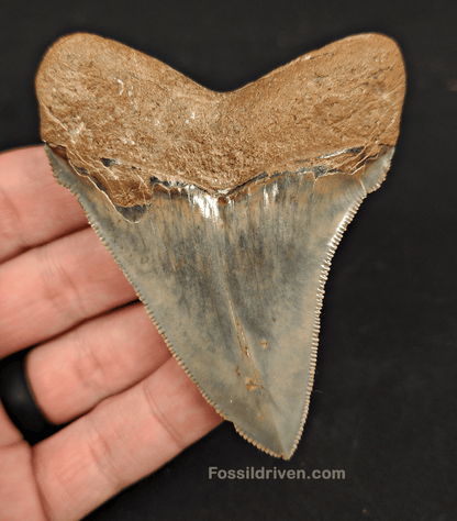 High Quality, 3.22" Fossil Chubutensis Shark Tooth - South Carolina - Fossil Driven