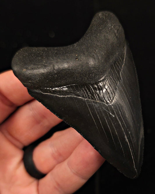 High Quality, 3.43" Fossil Megalodon Tooth - Georgia - Fossil Driven
