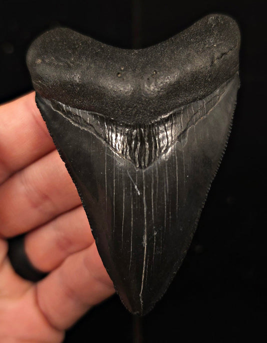 High Quality, 3.43" Fossil Megalodon Tooth - Georgia - Fossil Driven