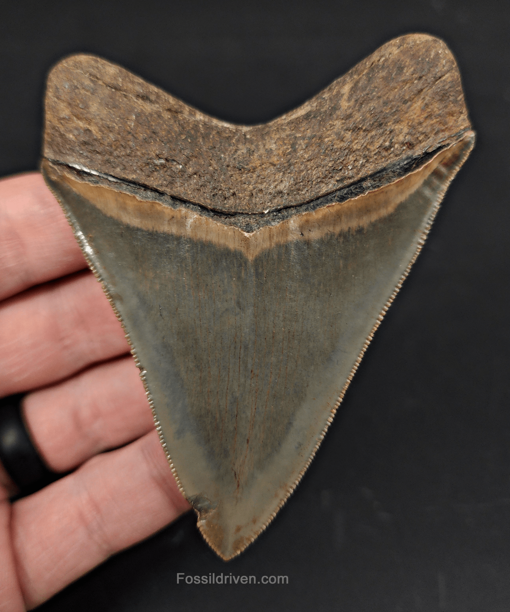 High Quality, 3.46" Fossil Megalodon Tooth - Georgia - Fossil Driven