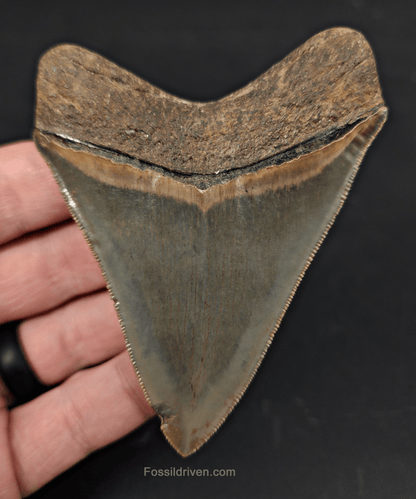 High Quality, 3.46" Fossil Megalodon Tooth - Georgia - Fossil Driven