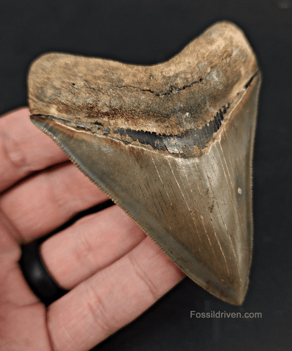High Quality, 3.46" Fossil Megalodon Tooth - Georgia - Fossil Driven