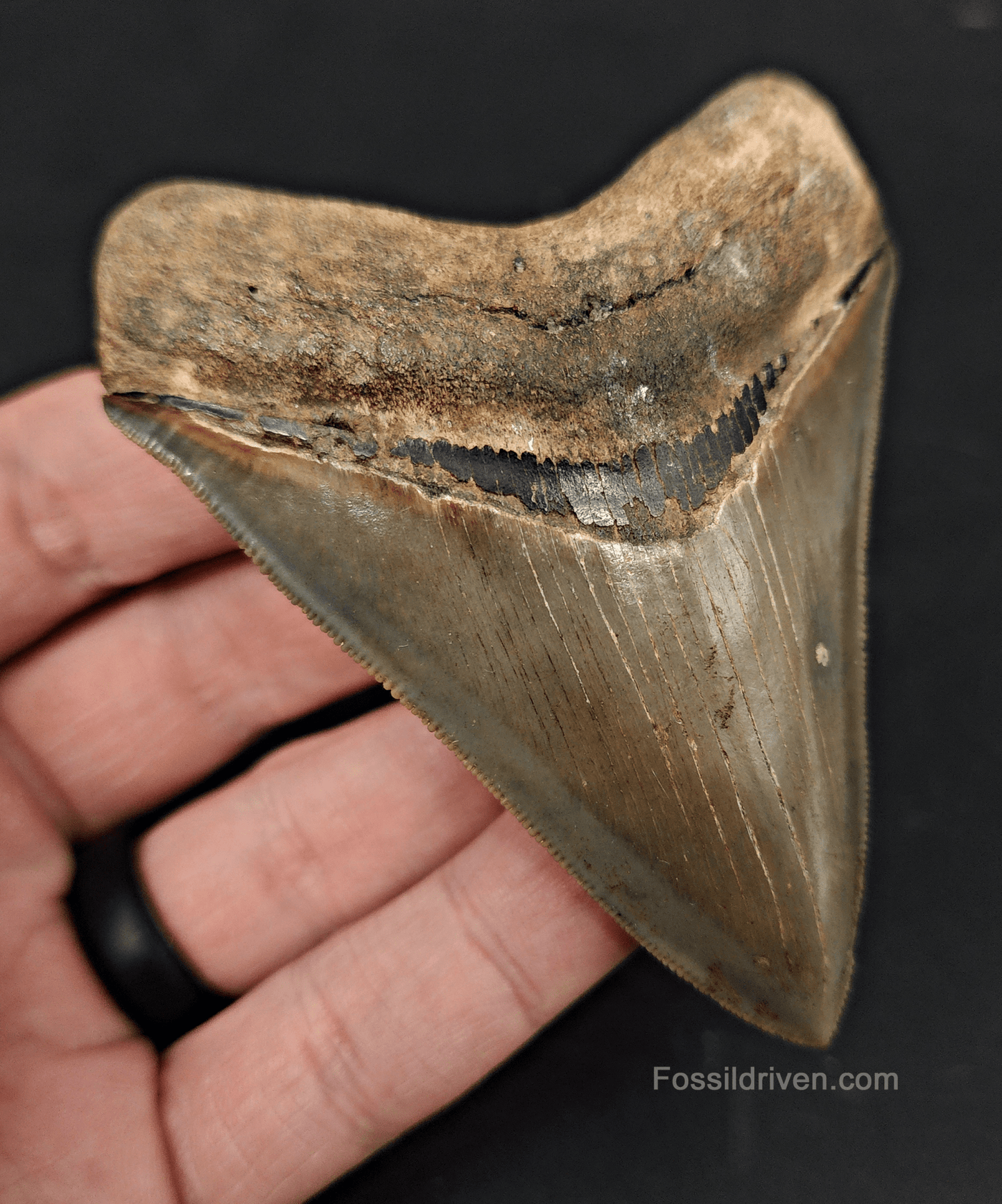High Quality, 3.46" Fossil Megalodon Tooth - Georgia - Fossil Driven
