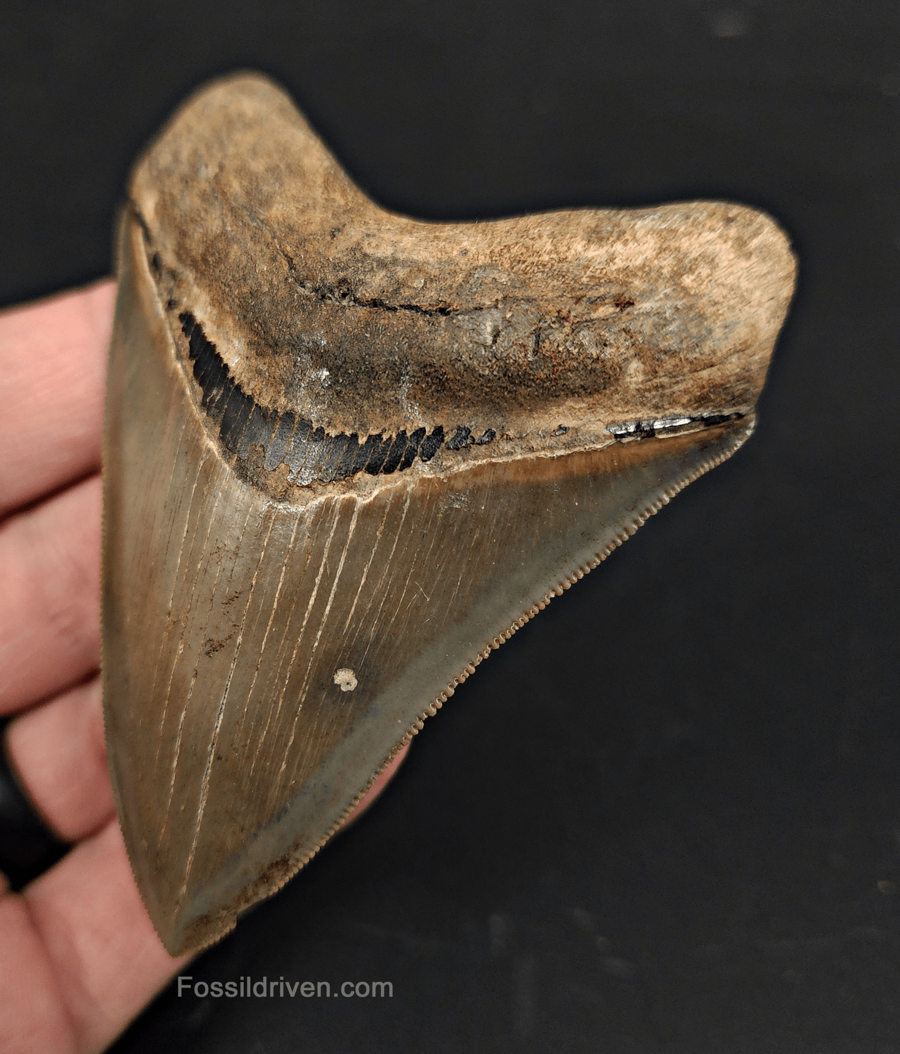 High Quality, 3.46" Fossil Megalodon Tooth - Georgia - Fossil Driven