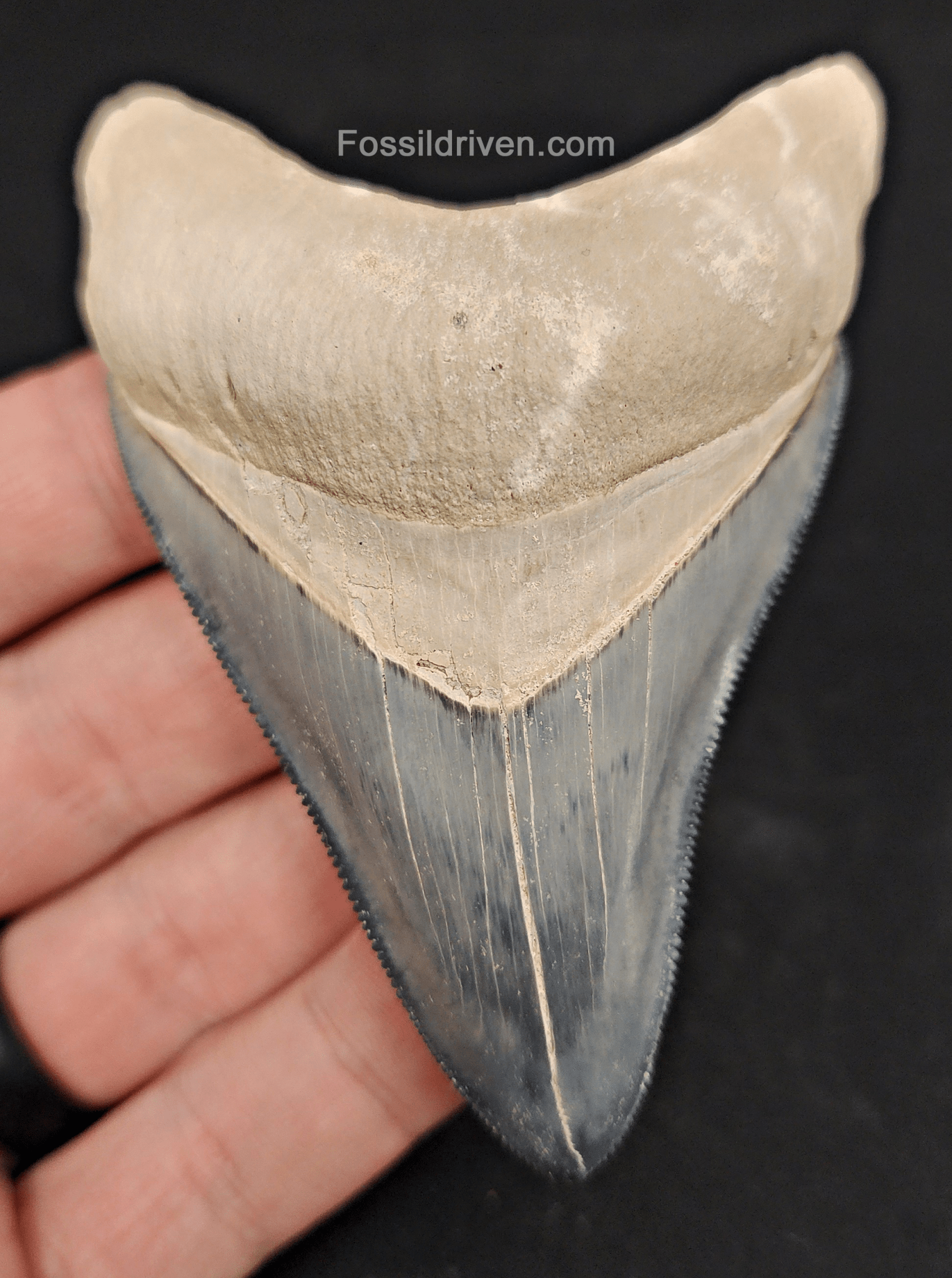 High Quality, 3.50" Fossil Megalodon Tooth - Bone Valley, Florida - Fossil Driven