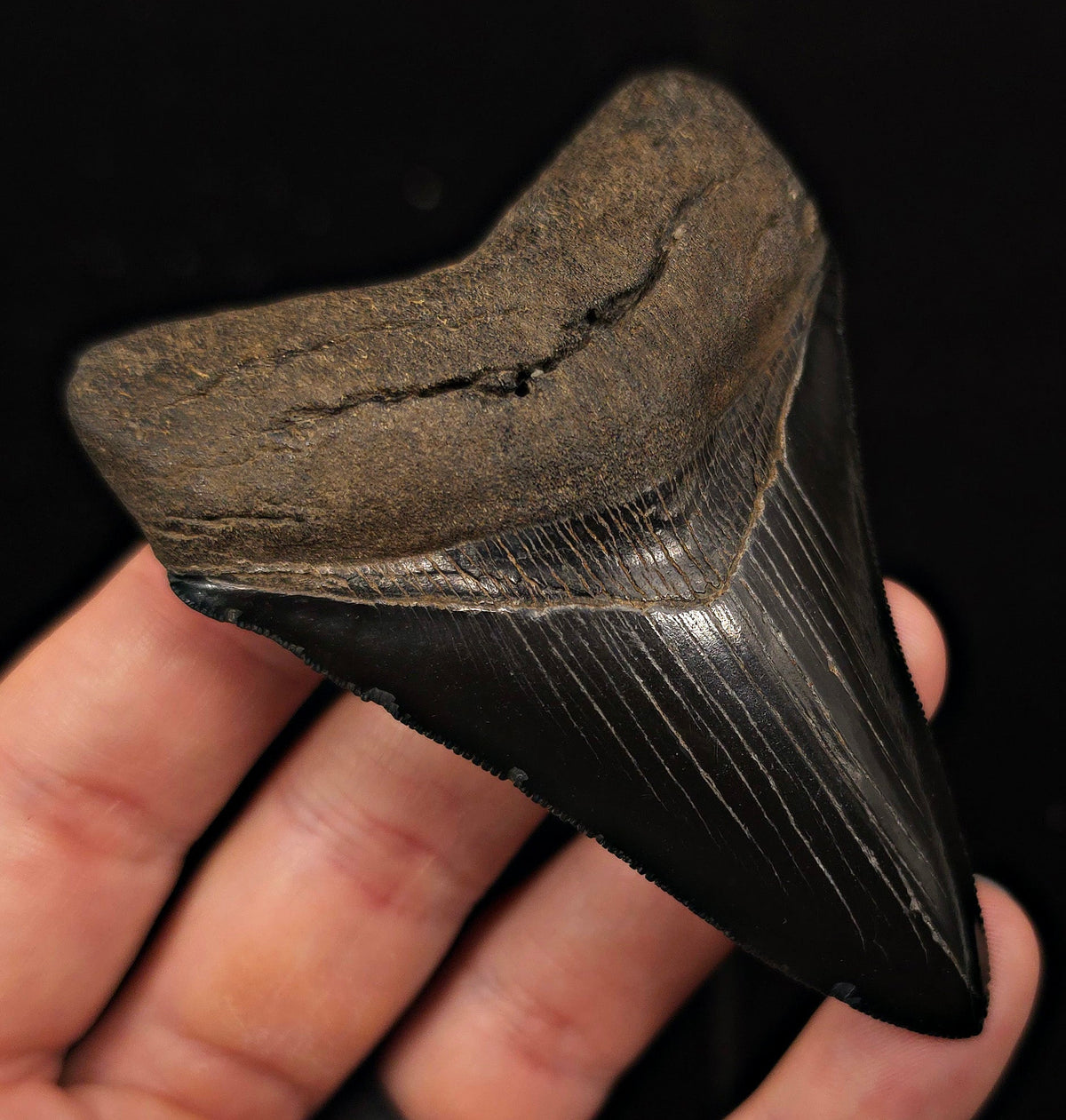 High Quality, 3.51" Fossil Megalodon Tooth - Georgia - Fossil Driven