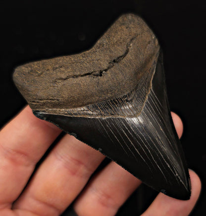 High Quality, 3.51" Fossil Megalodon Tooth - Georgia - Fossil Driven