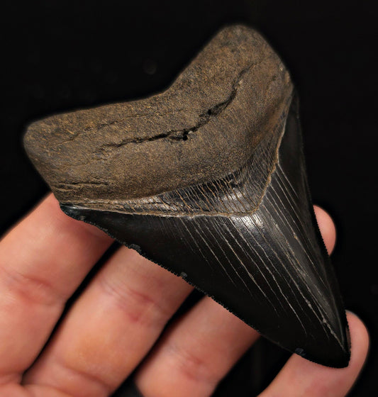 High Quality, 3.51" Fossil Megalodon Tooth - Georgia - Fossil Driven