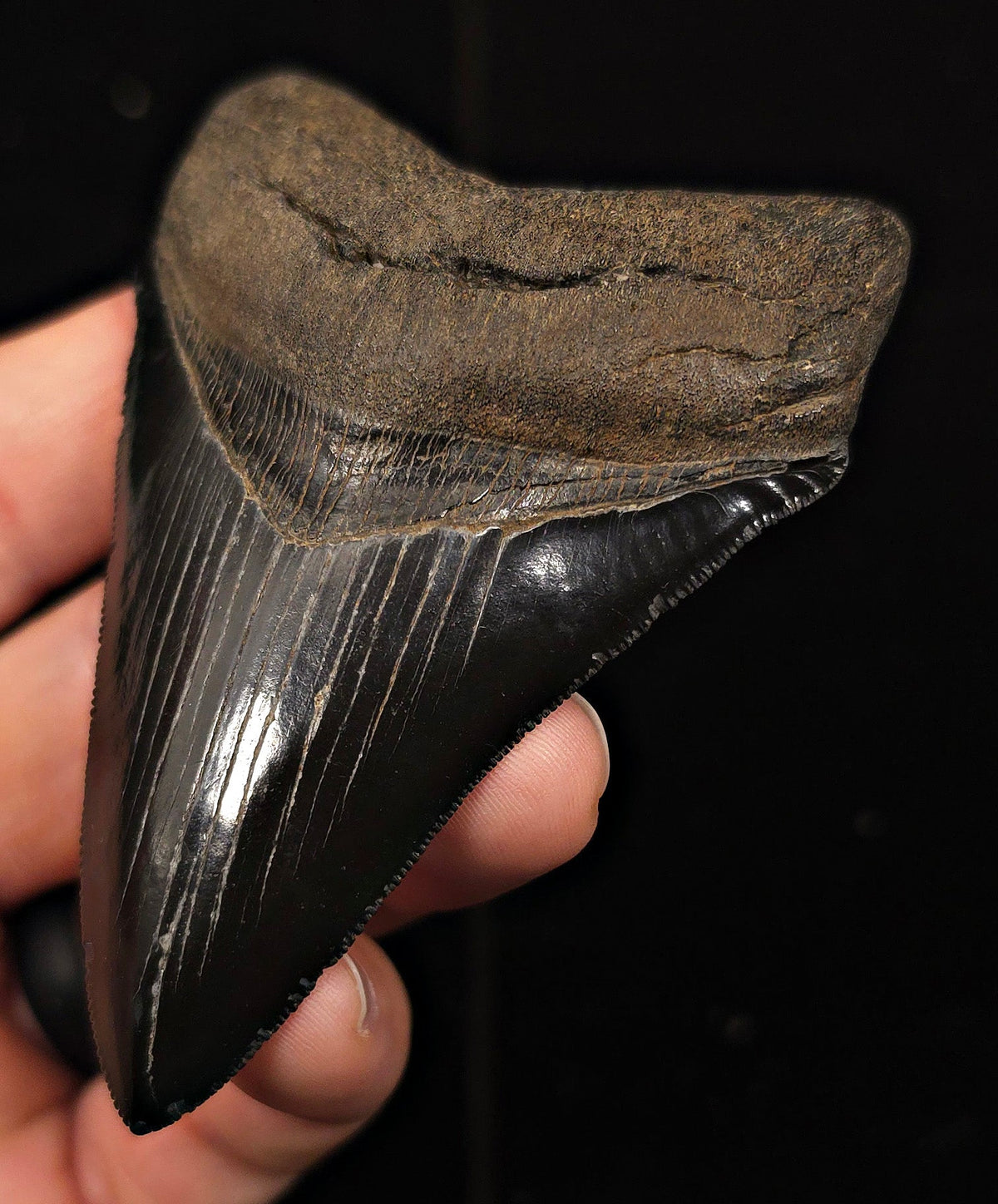 High Quality, 3.51" Fossil Megalodon Tooth - Georgia - Fossil Driven