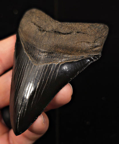 High Quality, 3.51" Fossil Megalodon Tooth - Georgia - Fossil Driven