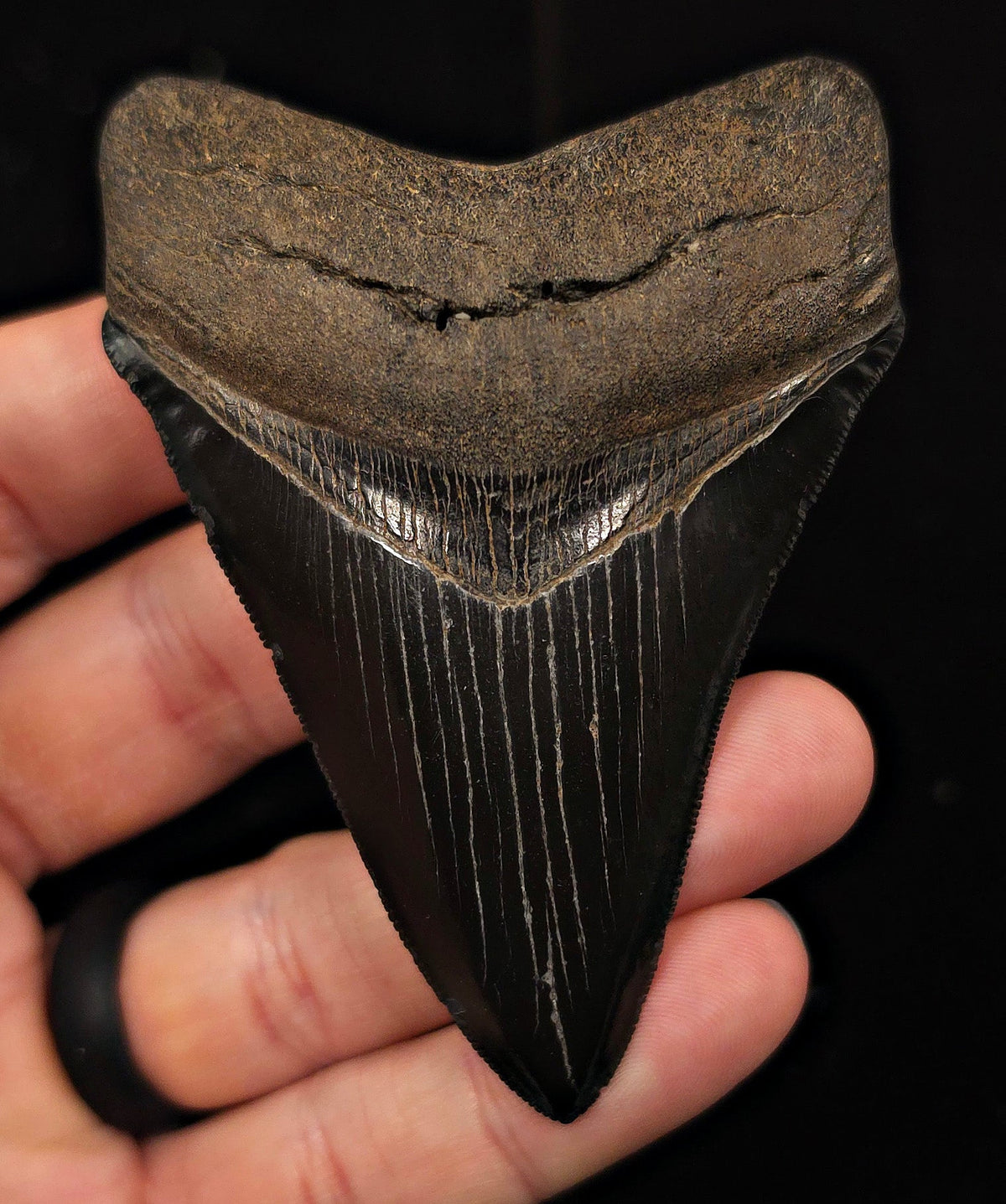 High Quality, 3.51" Fossil Megalodon Tooth - Georgia - Fossil Driven