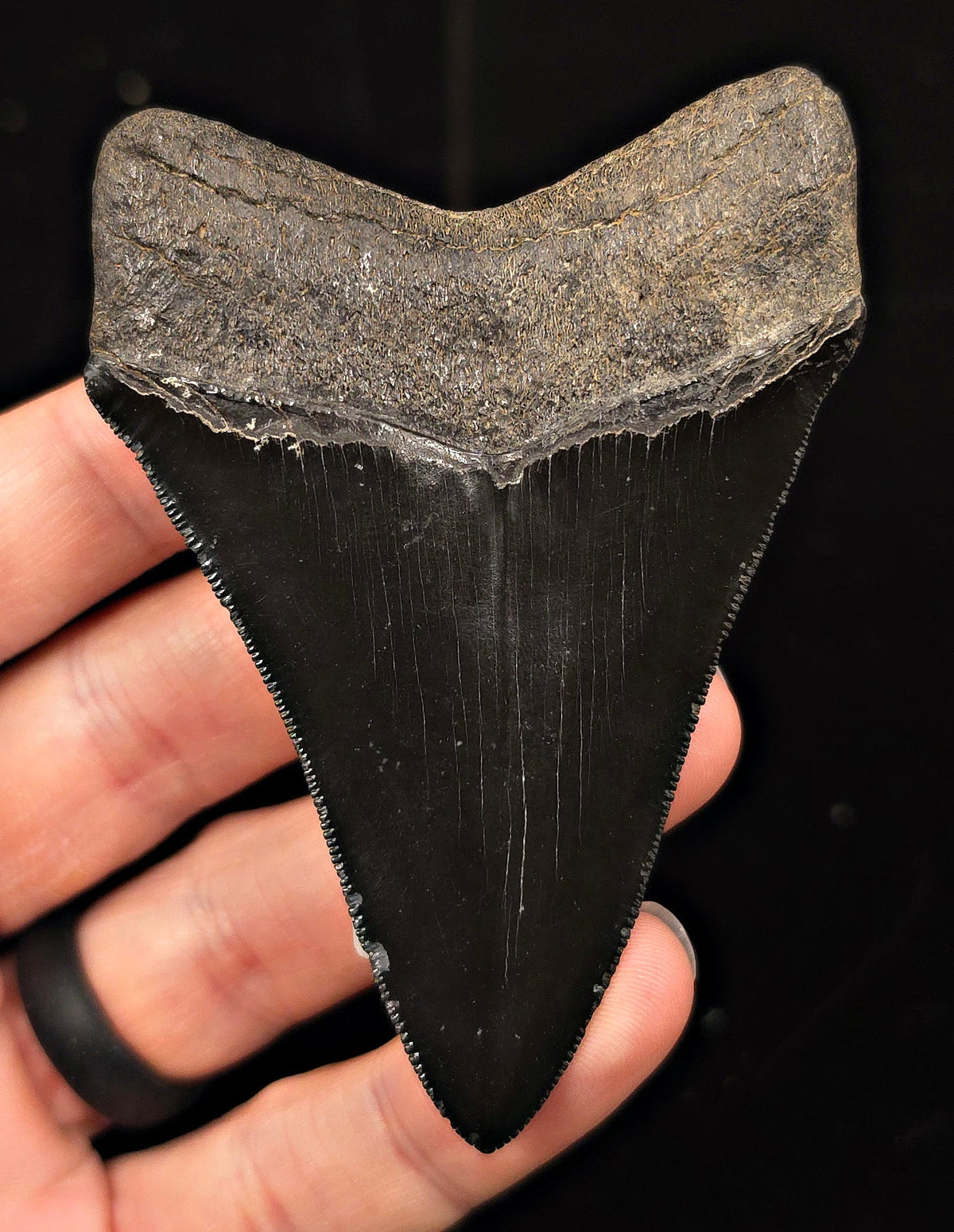 High Quality, 3.51" Fossil Megalodon Tooth - Georgia - Fossil Driven