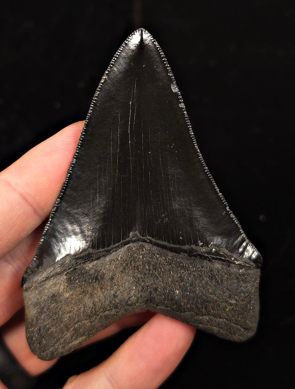 High Quality, 3.51" Fossil Megalodon Tooth - Georgia - Fossil Driven