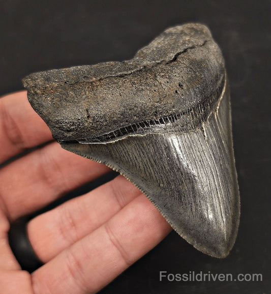 High-Quality, 3.53" Fossil Megalodon Tooth - Charleston, South Carolina - Fossil Driven