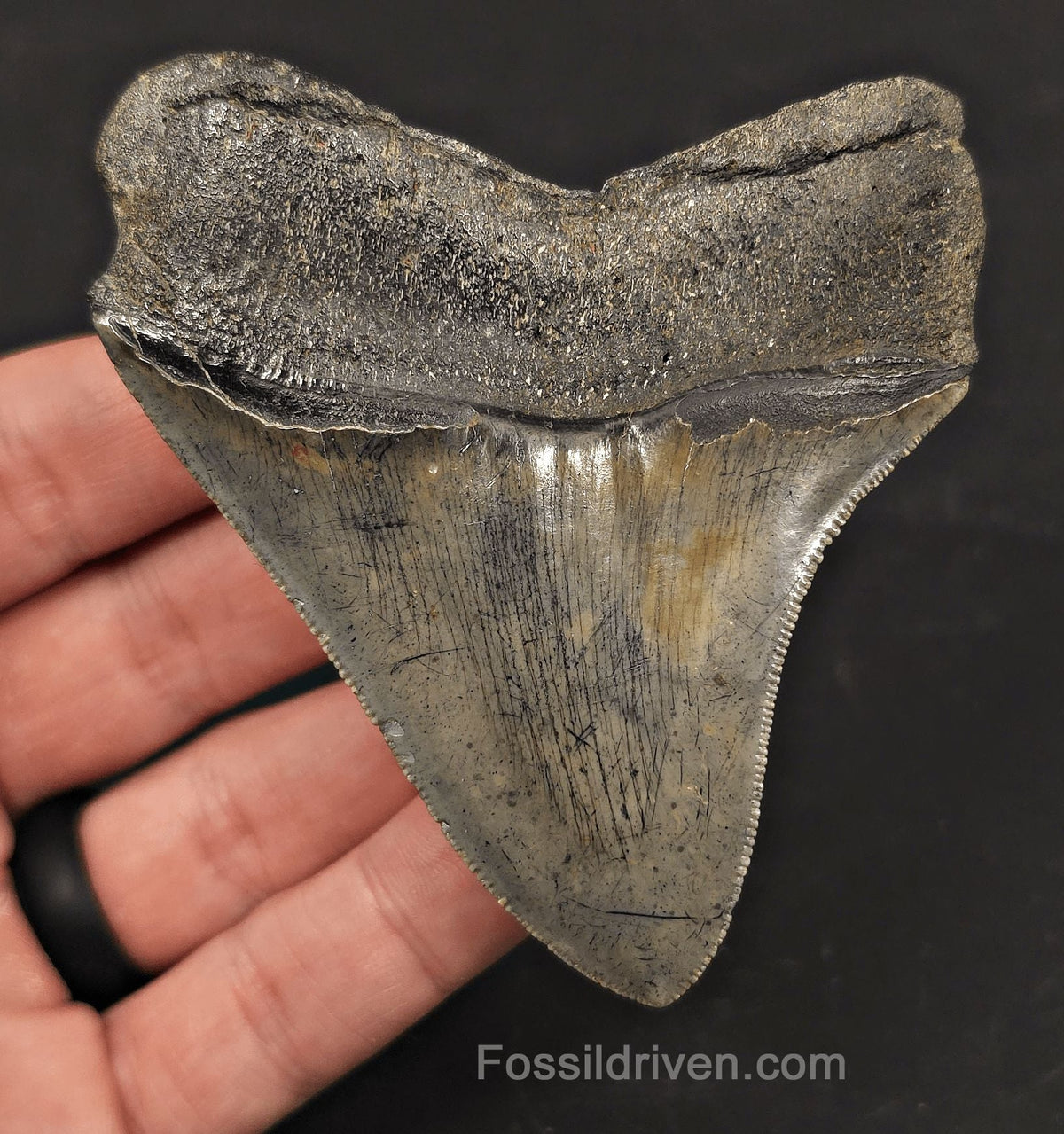 High-Quality, 3.53" Fossil Megalodon Tooth - Charleston, South Carolina - Fossil Driven