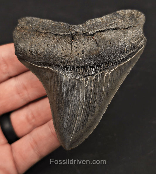 High-Quality, 3.53" Fossil Megalodon Tooth - Charleston, South Carolina - Fossil Driven
