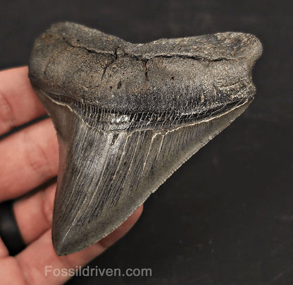 High-Quality, 3.53" Fossil Megalodon Tooth - Charleston, South Carolina - Fossil Driven